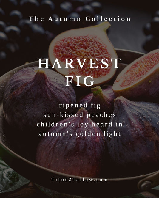 Harvest Fig Solid Dish Soap + Brush