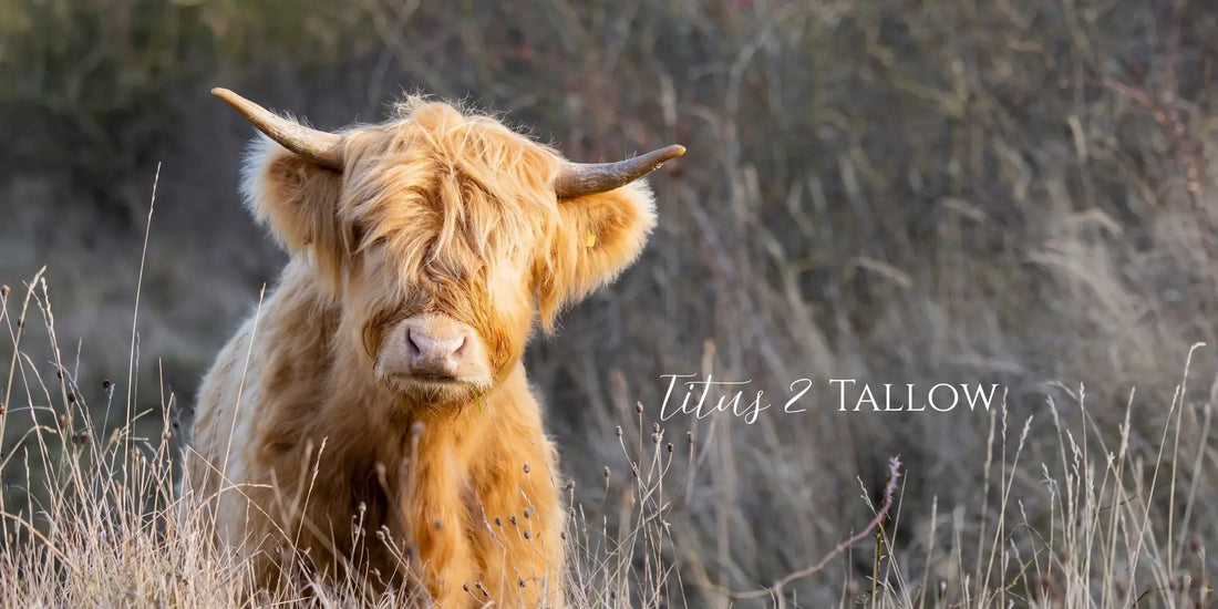 The Nourishing Power of Tallow Titus 2 Tallow