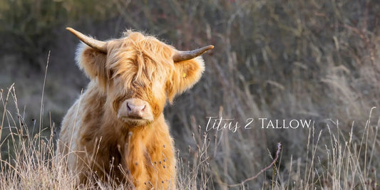The Nourishing Power of Tallow Titus 2 Tallow