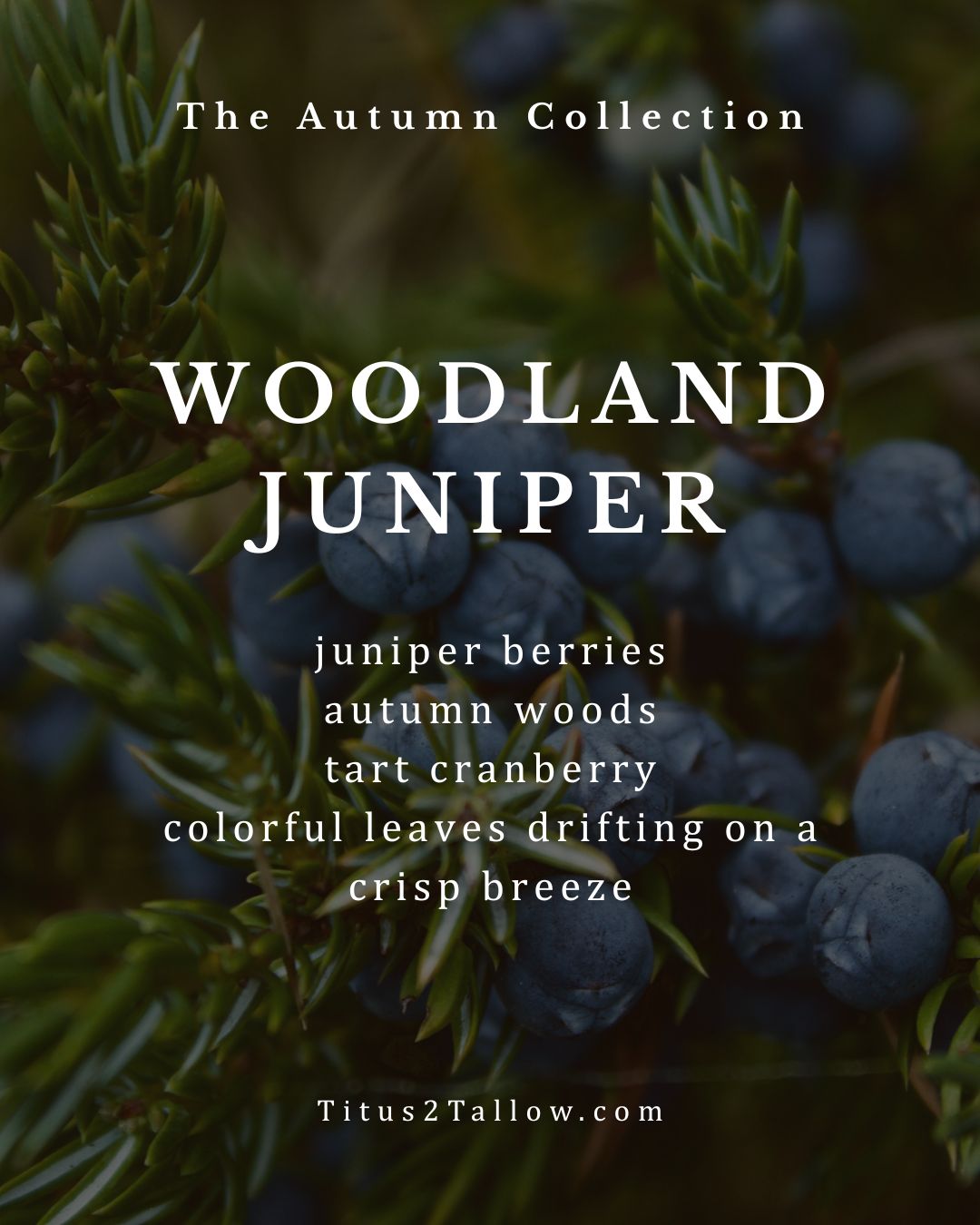 Woodland Juniper Solid Dish Soap + Brush